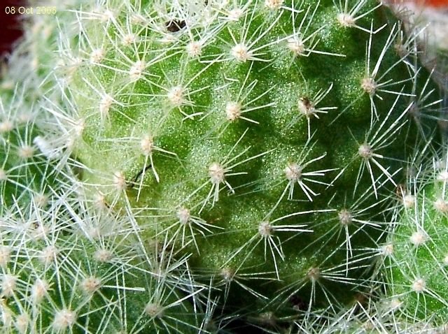 Rebutia _fabrisii_ v. aureiflora _WR687 _04